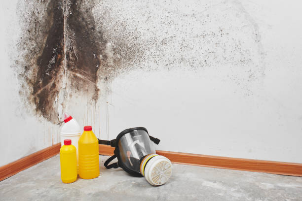 Crawl Space Mold Removal in Alafaya, FL